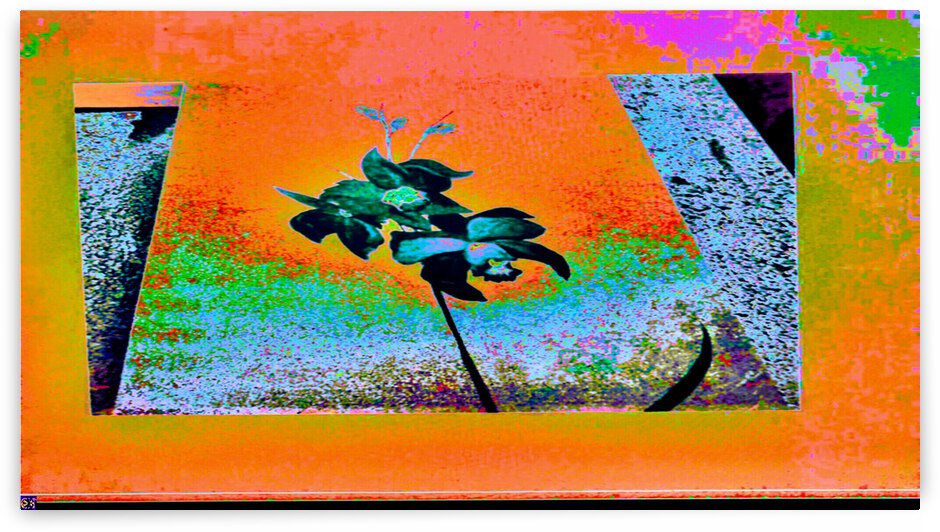 ORANGE ORCHID  by desetoiles10