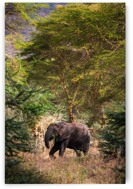 Elephant on Tanzanian Safari by Noah Lang