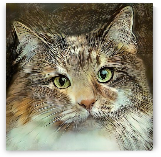 Emily An American Longhair Cat by HH Photography of Florida