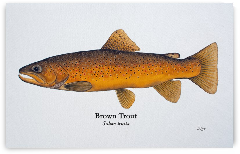 Brown Trout Painting by Stephen Emms