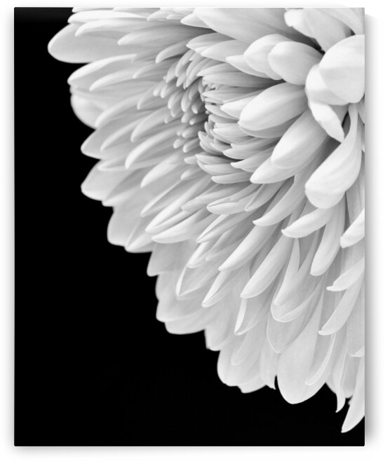 Hello Gorgeous  by Brenda Lawlor