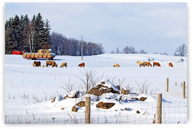 Winter Cows On The Farm by Deb Oppermann