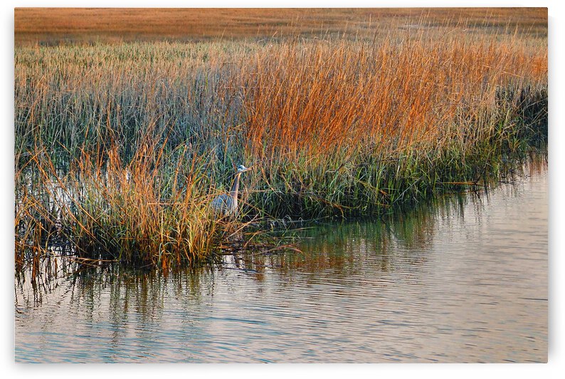 Lurking in the Marsh at Murrells Inlet SC 018 by Bill Swartwout Photography