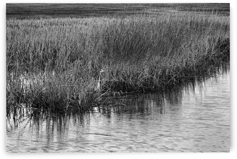 Lurking in the Marsh at Murrells Inlet Monochrome by Bill Swartwout Photography