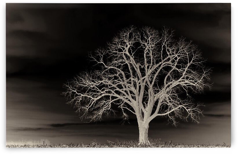 The Lonely Tree by Yahya Hisham