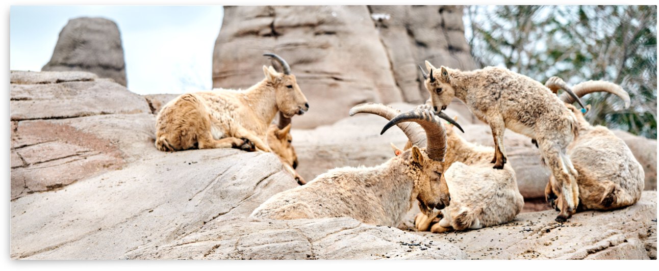 Goats by Yahya Hisham