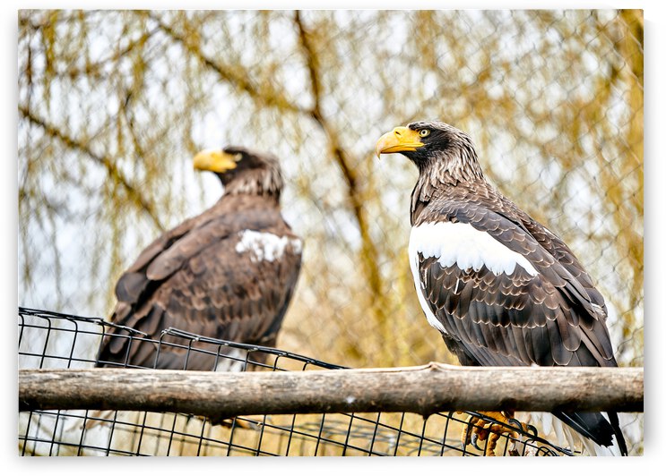 Eagles by Yahya Hisham