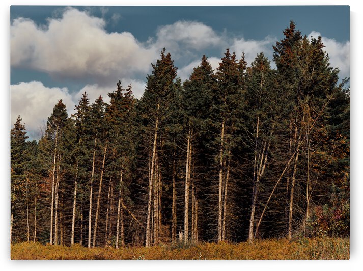 Forest by Yahya Hisham