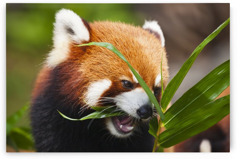The Red Panda (Ailurus fulgens), or shining cat, is a small arboreal mammal and the only species of the genus Ailurus; Guangdong province, China by PacificStock