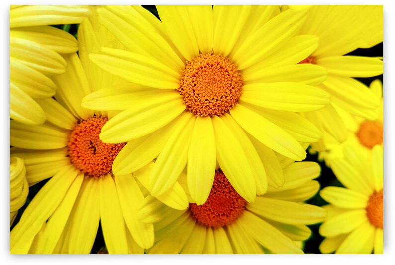 Bright yellow Pyrethrum flowers by AS Photography