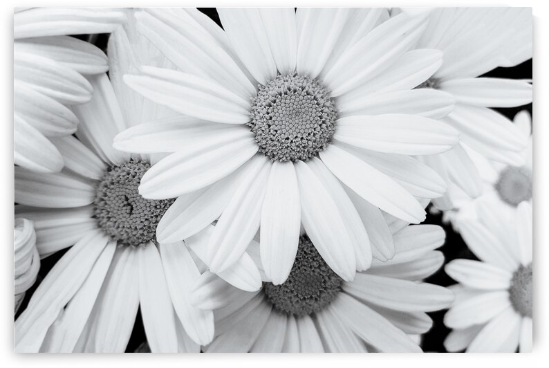 Pyrethrum Flowers in Black and White by AS Photography