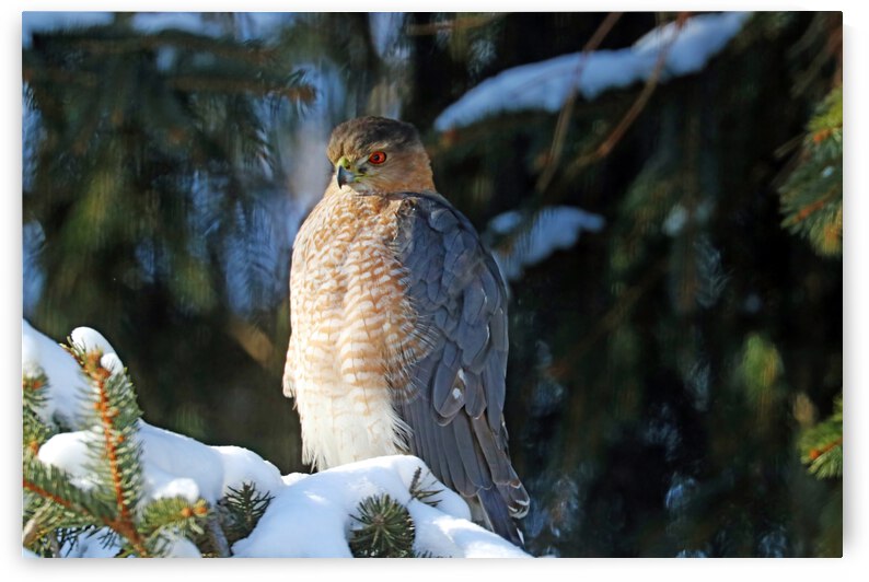 Intensely Focused by Deb Oppermann