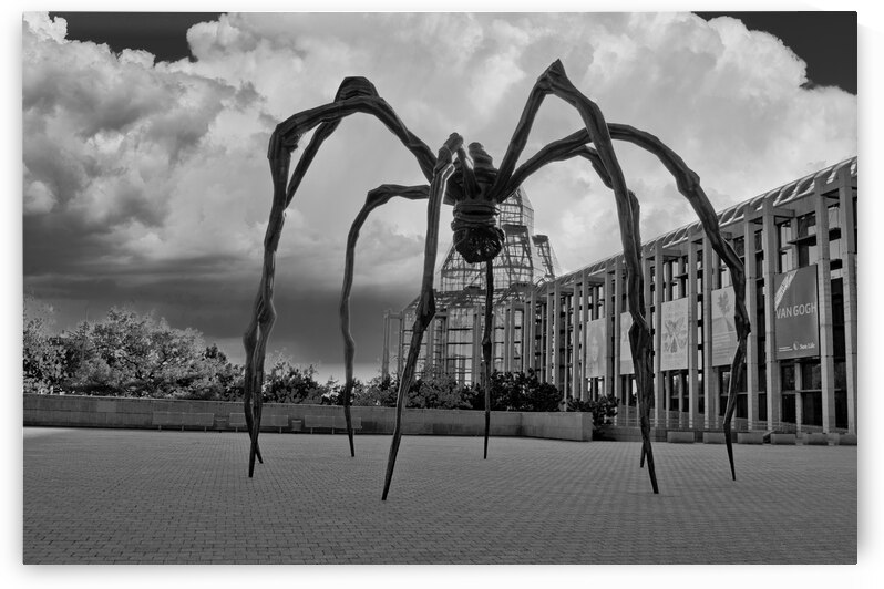 Arachnid by CRB Images Photography