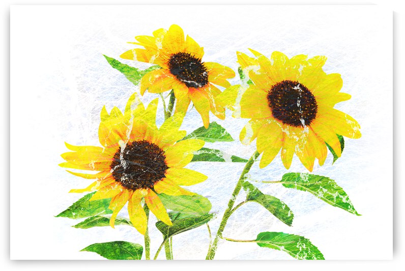 Abstract bouquet of flowering sunflowers by AS Photography