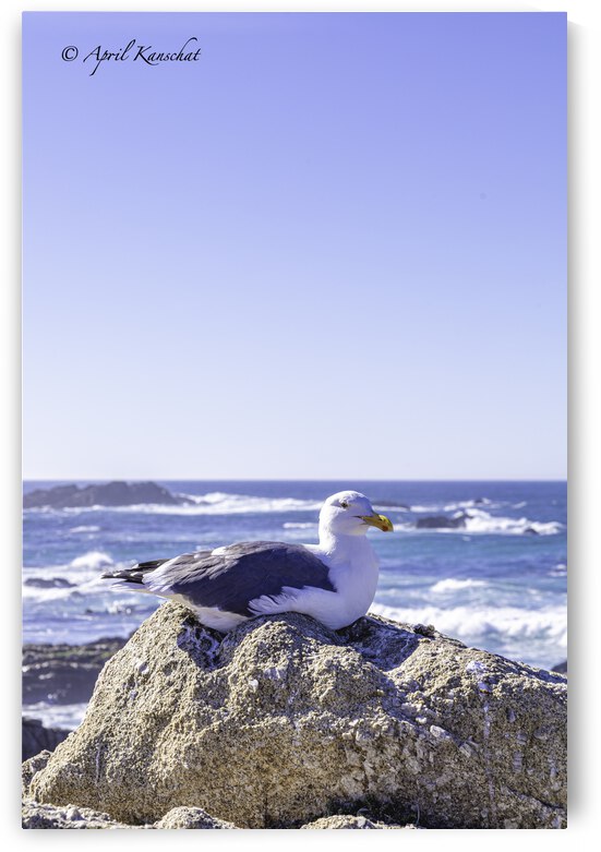 Big Sur Seagull by April Kanschat