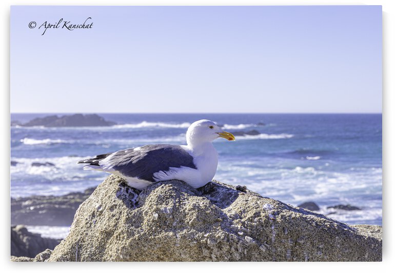 Big Sur Seagull by April Kanschat