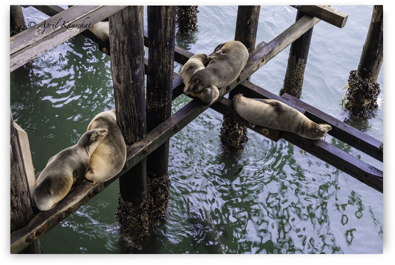 Santa Cruz Seals by April Kanschat