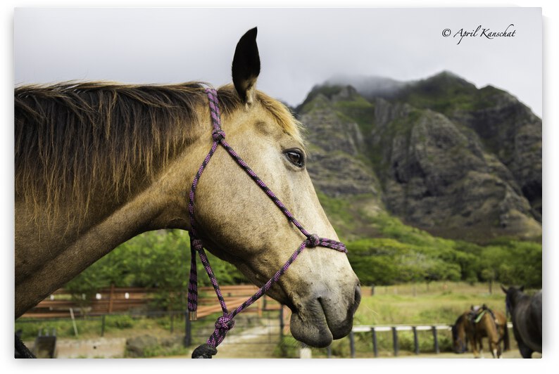 Hawaii Horse by April Kanschat