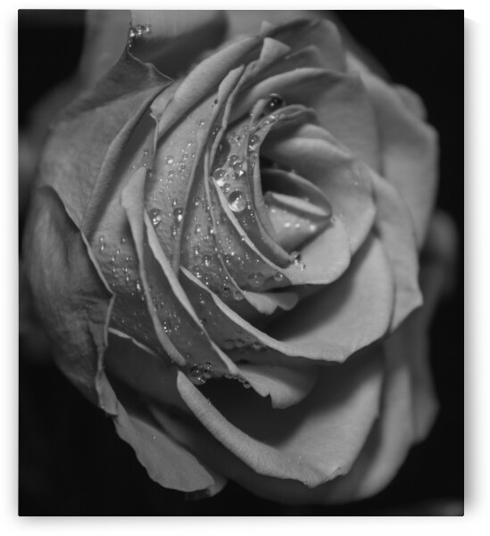 IMG 2885 2 by Rachel Ostler