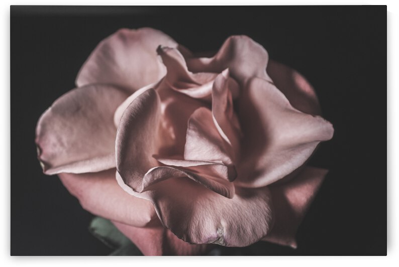 IMG 3679 by Rachel Ostler