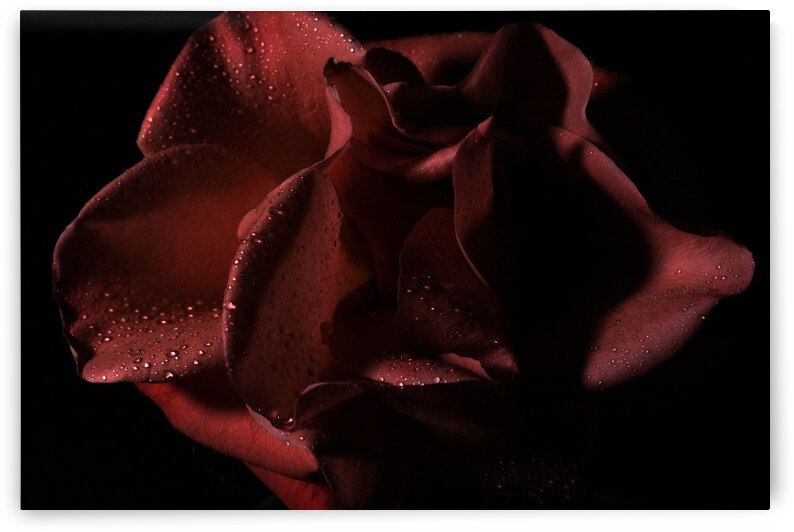 IMG 3697 by Rachel Ostler