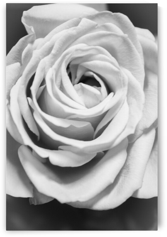 IMG 2877 by Rachel Ostler