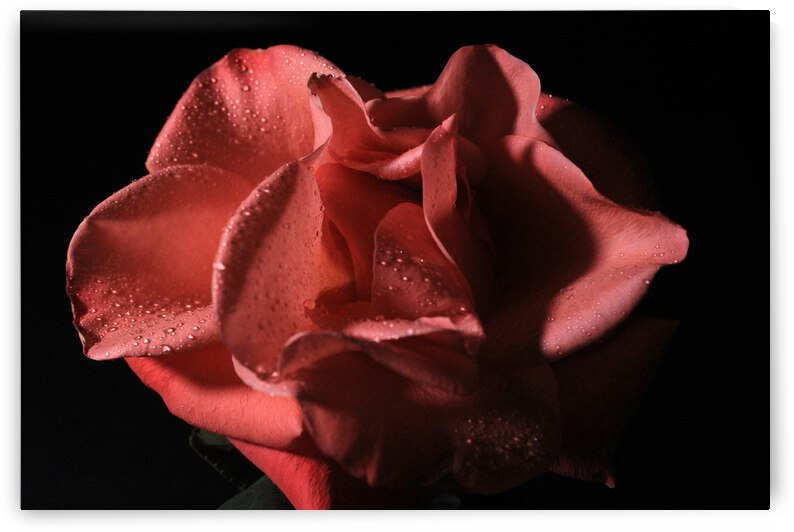 IMG 3700 by Rachel Ostler