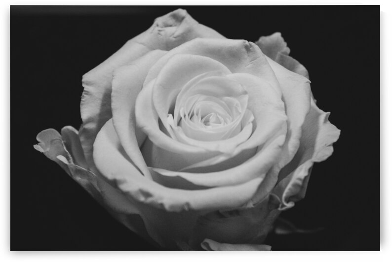 IMG 2495 by Rachel Ostler