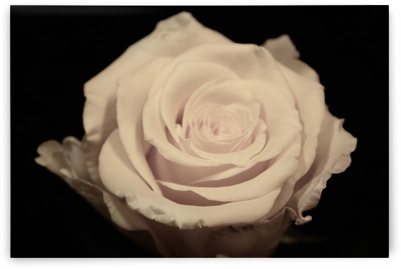 IMG 2494 by Rachel Ostler