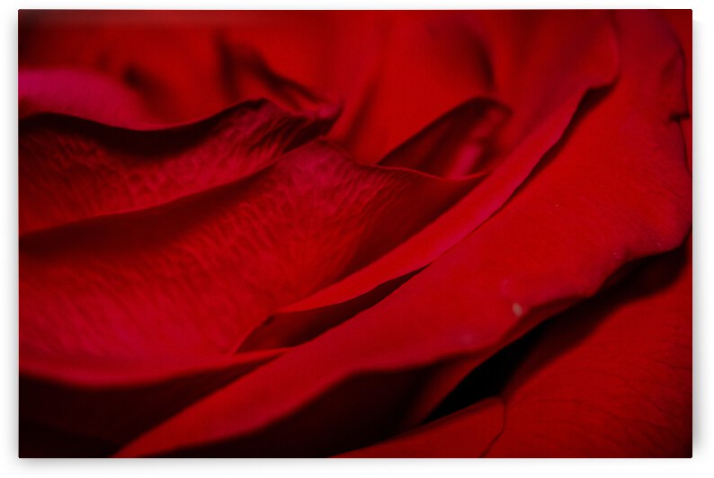 IMG 2800 2 by Rachel Ostler