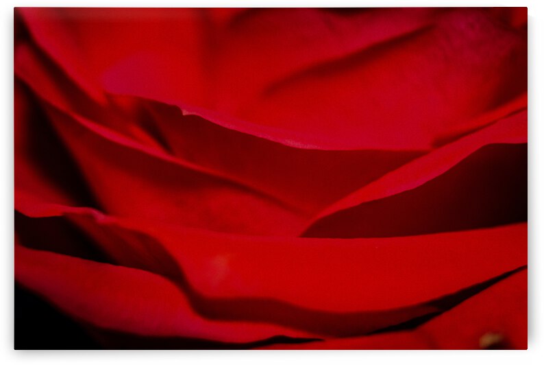 IMG 2803 by Rachel Ostler