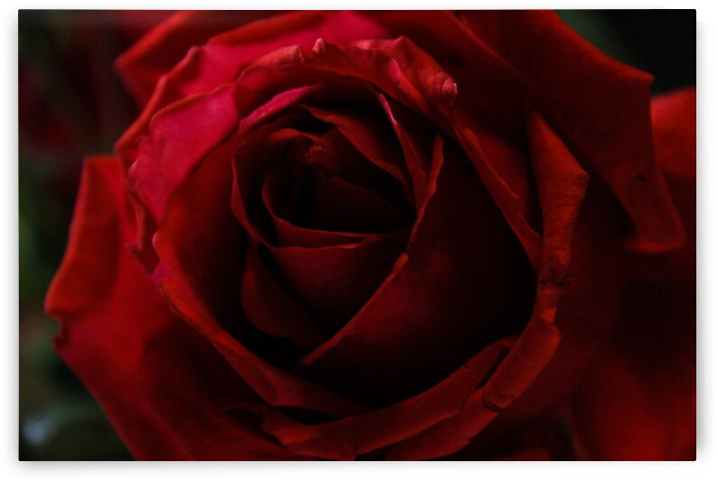 IMG 0023  3  by Rachel Ostler