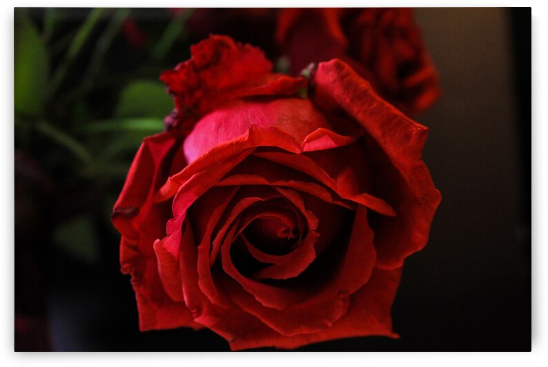 IMG 0020  2  by Rachel Ostler