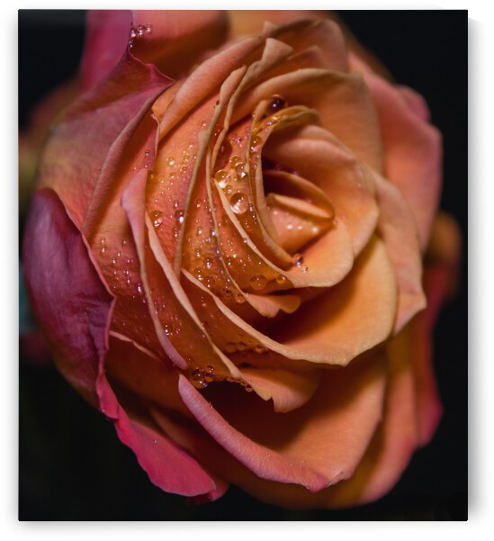 IMG 2885 color by Rachel Ostler