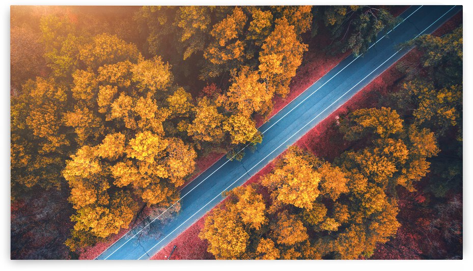 forest road autum trees by Ukepsahom