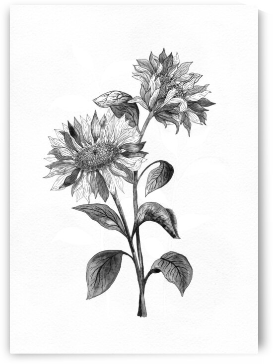 THE SUNFLOWERS by Rena Matha