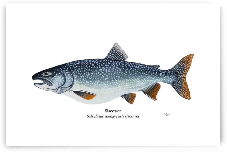 Siscowet Lake Trout Painting by Stephen Emms