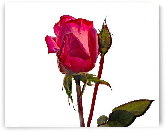 Red Rose Classic by Andrew Lawrence