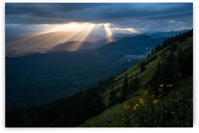 Wild Flowers on Dog Mountain by Noah Lang