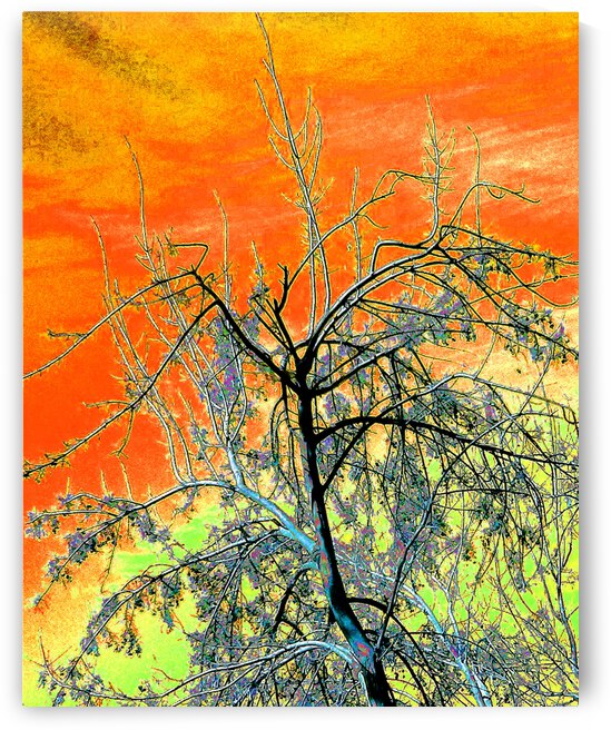Tree Bright Color Sky by Andrew Lawrence