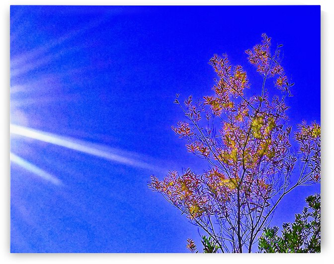 Sun Tree by Andrew Lawrence
