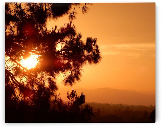 Golden Sunset by Andrew Lawrence