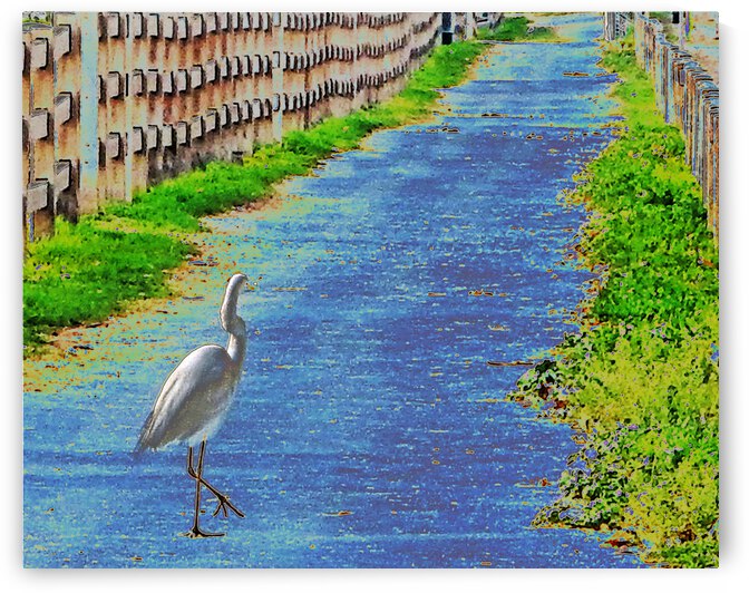 Bird Walking Fantasy by Andrew Lawrence