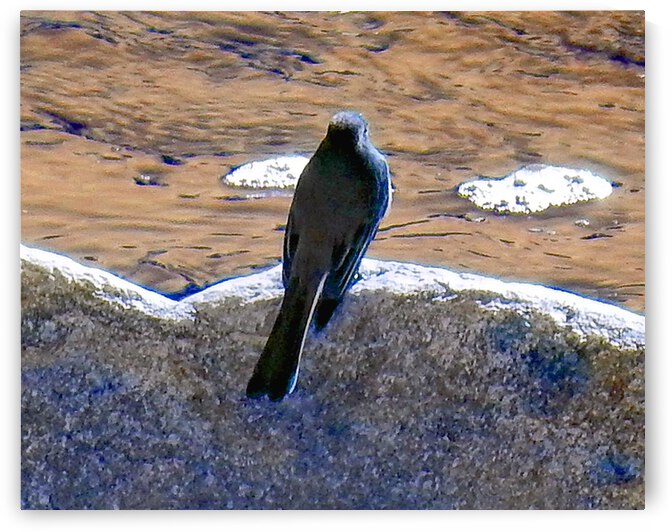 Bird on a Boulder by Andrew Lawrence