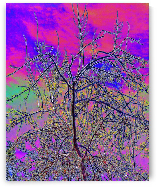 Tree Top Sky by Andrew Lawrence