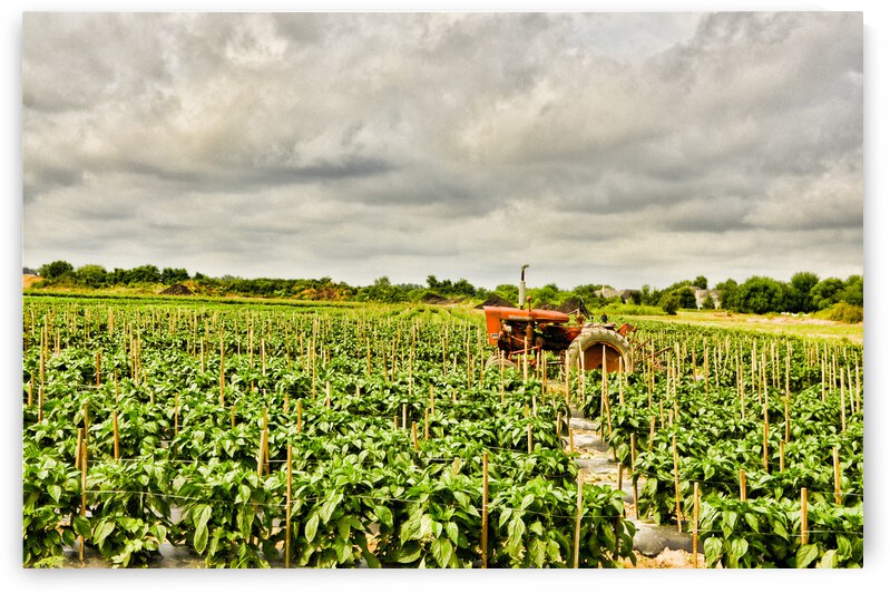 Before the Storm by Pop Robbins