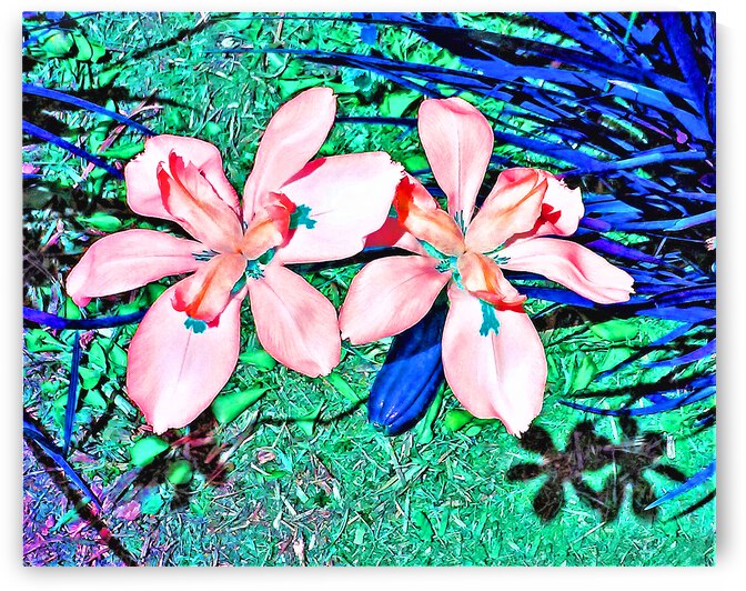 Flower Twins by Andrew Lawrence