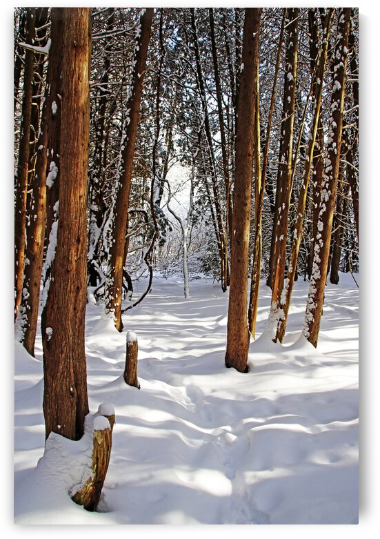 Winter Forest Walk Through The Cedars by Deb Oppermann