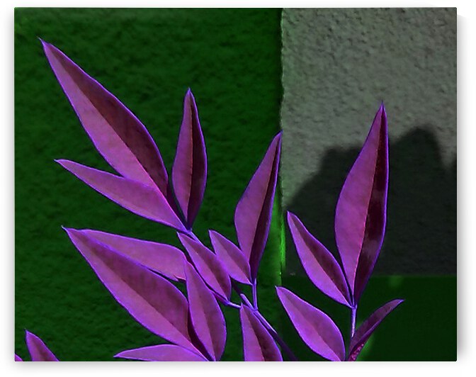 Purple Leaves by Andrew Lawrence