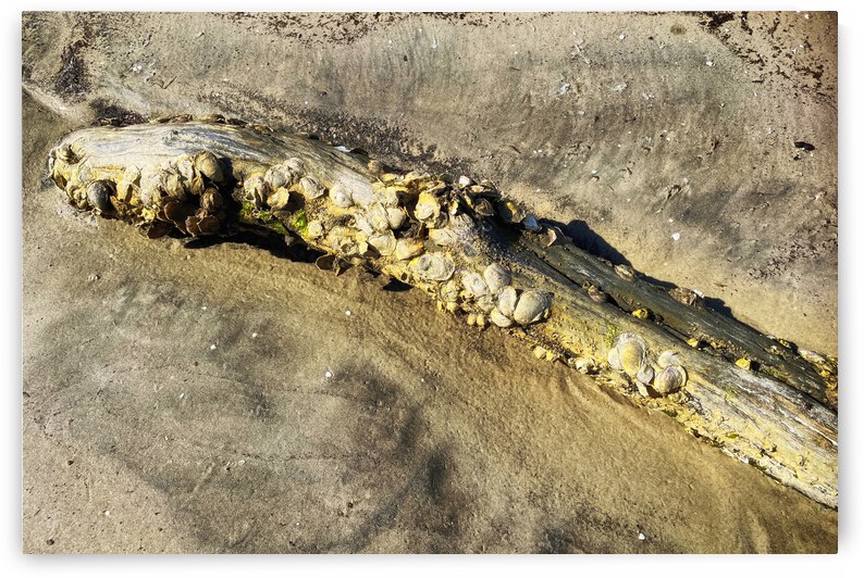 Barnacles on a Log at Jekyll Island by Bill Swartwout Photography